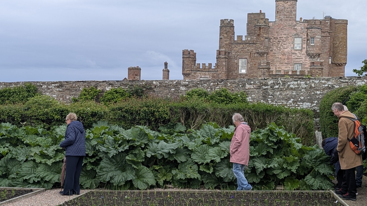 Rhubarb as tall as Irene